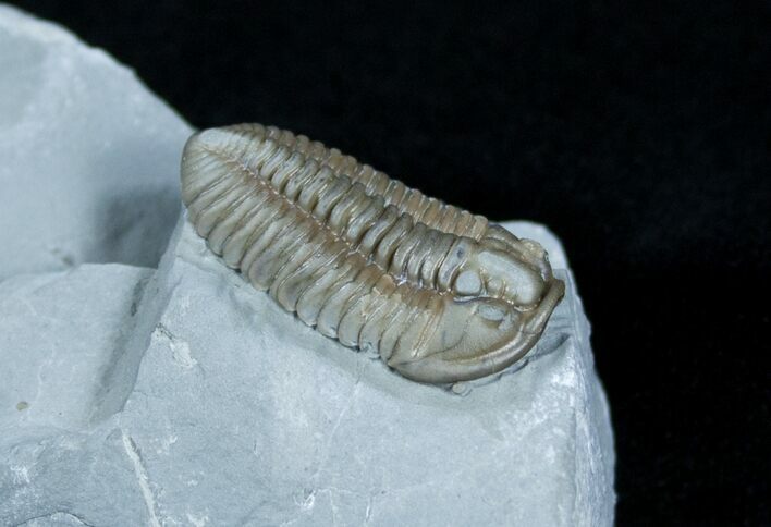 Flexicalymene Trilobite From Ohio - D #3887
